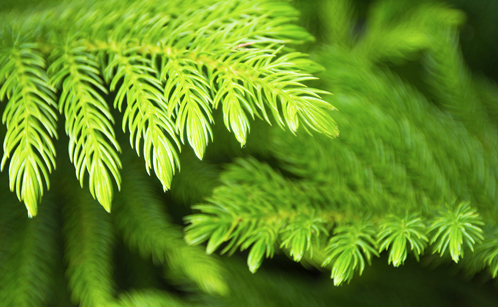 Norfolk pine branches